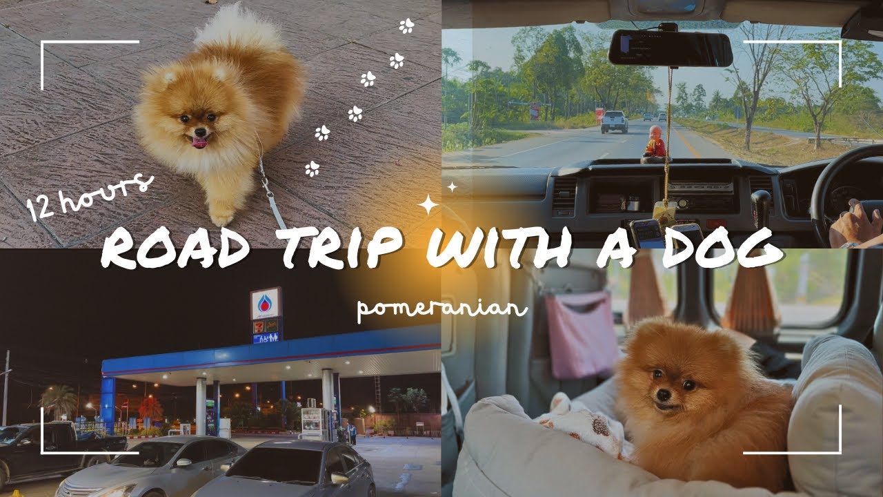 *12 hours* Road trip with Pomeranian | Travel with a dog | Part 1