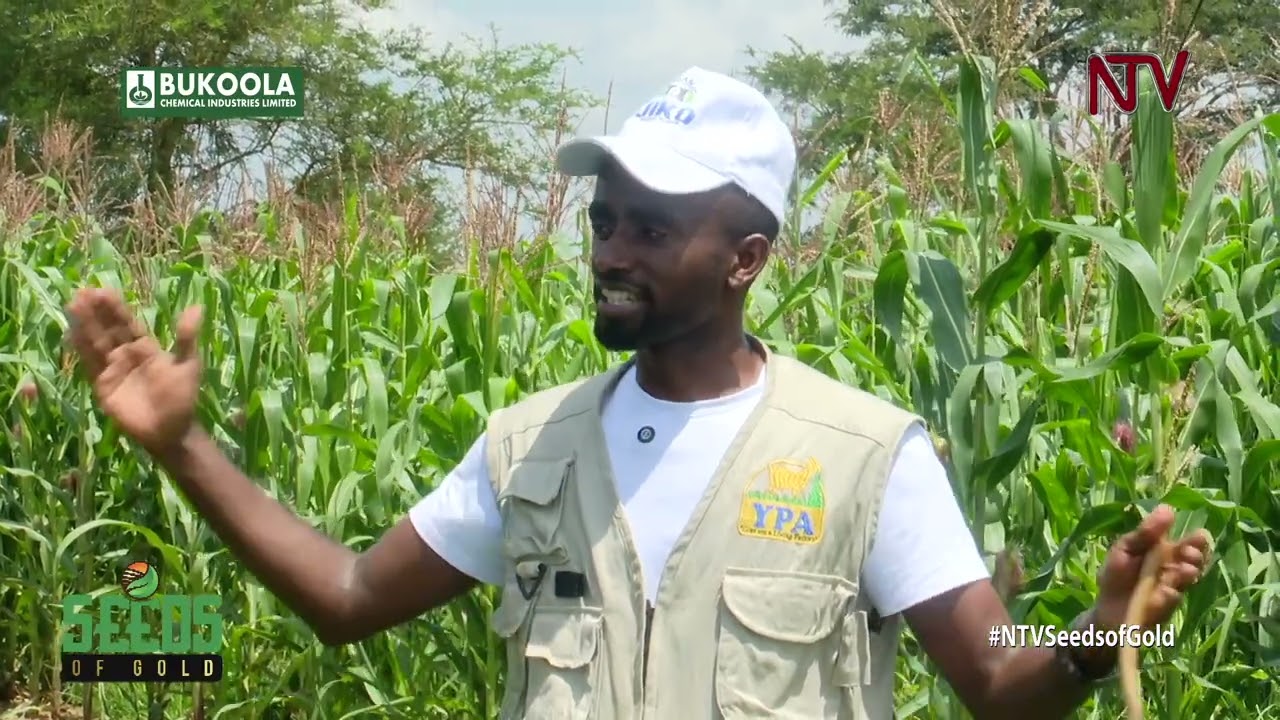Maize farming for business: What to consider first | SEEDS OF GOLD