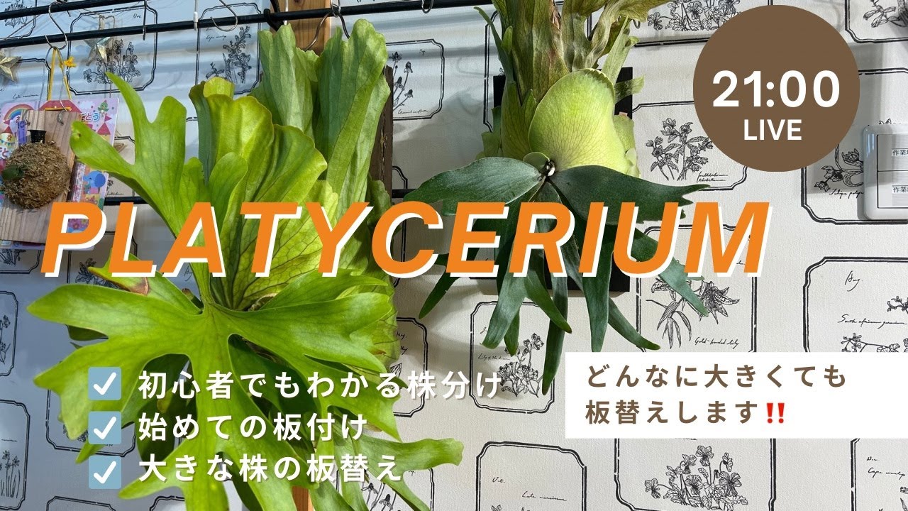 Platycerium キチャクード大株の板替え＆ウィリンキーの株分！ご依頼ありがとうございます。　ビカクシダ板付けLIVE21から！🍀2025.10.4