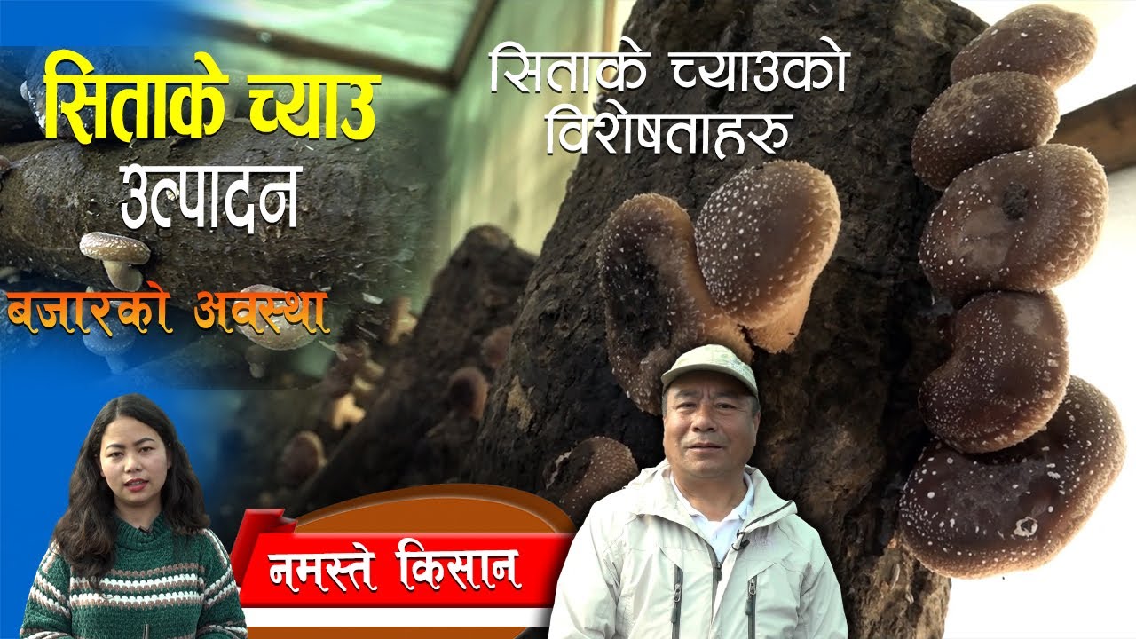 Sitake chyau Kheti Kasari Garne ? सिताके च्याउ उत्पादन, विशेषता र बजारको अवस्था || Ravi Dangol