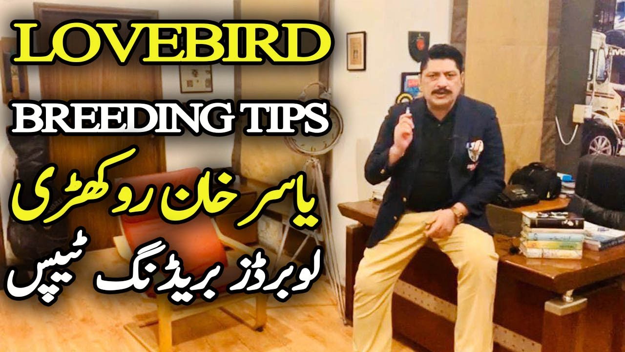 How To Breed Love Birds Step by Step- Yasir Khan Rokhri. Video No 432
