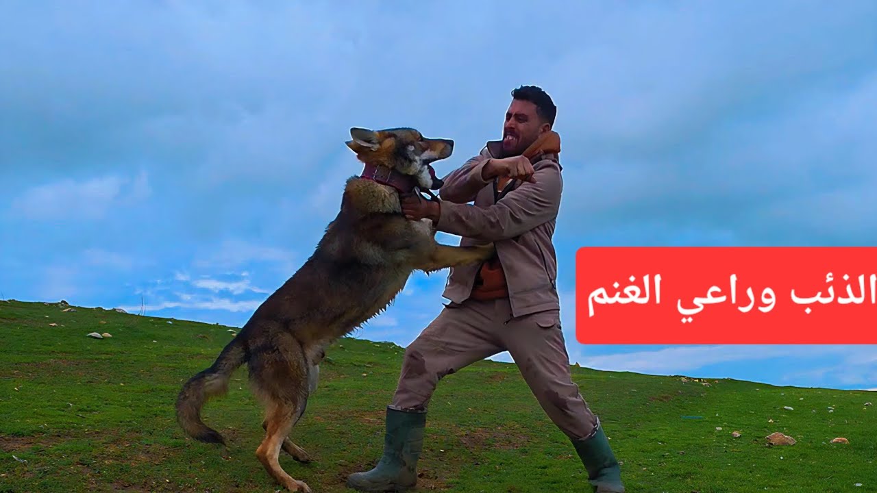 الذئب افتراس الحمار - صفات الذئاب