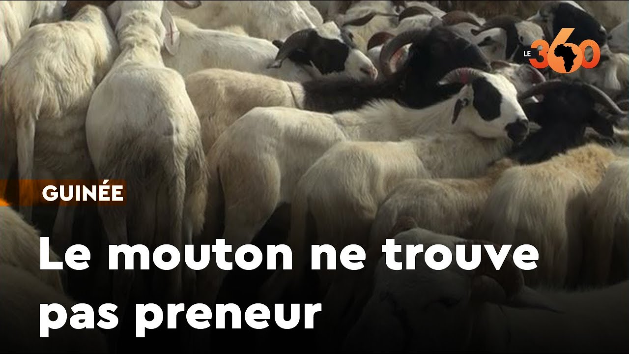 Guinée: le mouton peine à trouver preneur, malgré une offre abondante