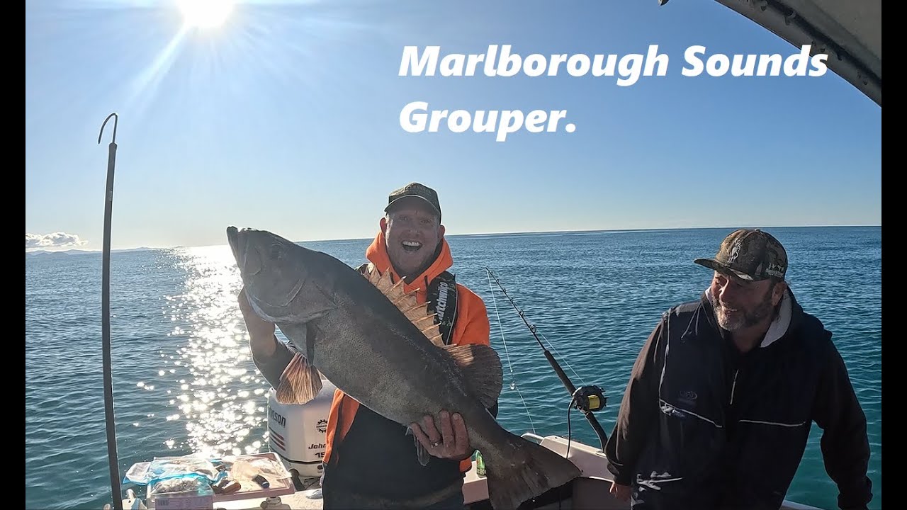 Grouper, Crayfish and Blue cod in Queen Charlotte Sounds.