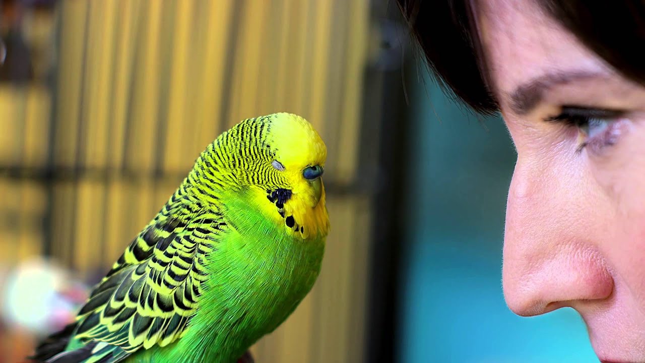 Disco the Talking Parakeet - Pets Wild at Heart