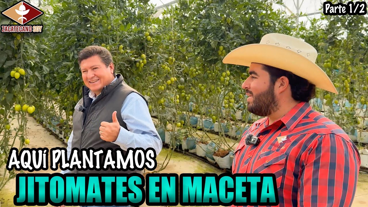 LOS JITOMATES DEL FUTURO están al ALCANCE DE TODOS
