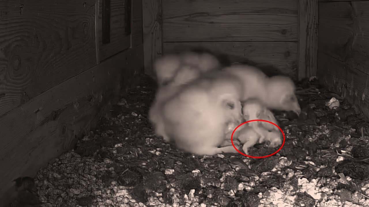 Ketika baby burung hantu tampa kehadiran sang induk di dalam sarang