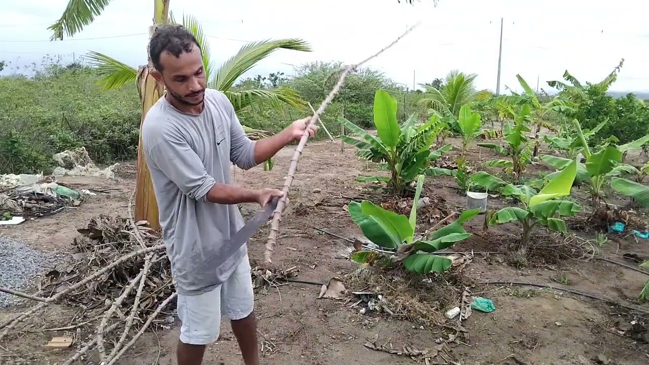 Plantio de bananeira e mandioca / aipim / macaxeira