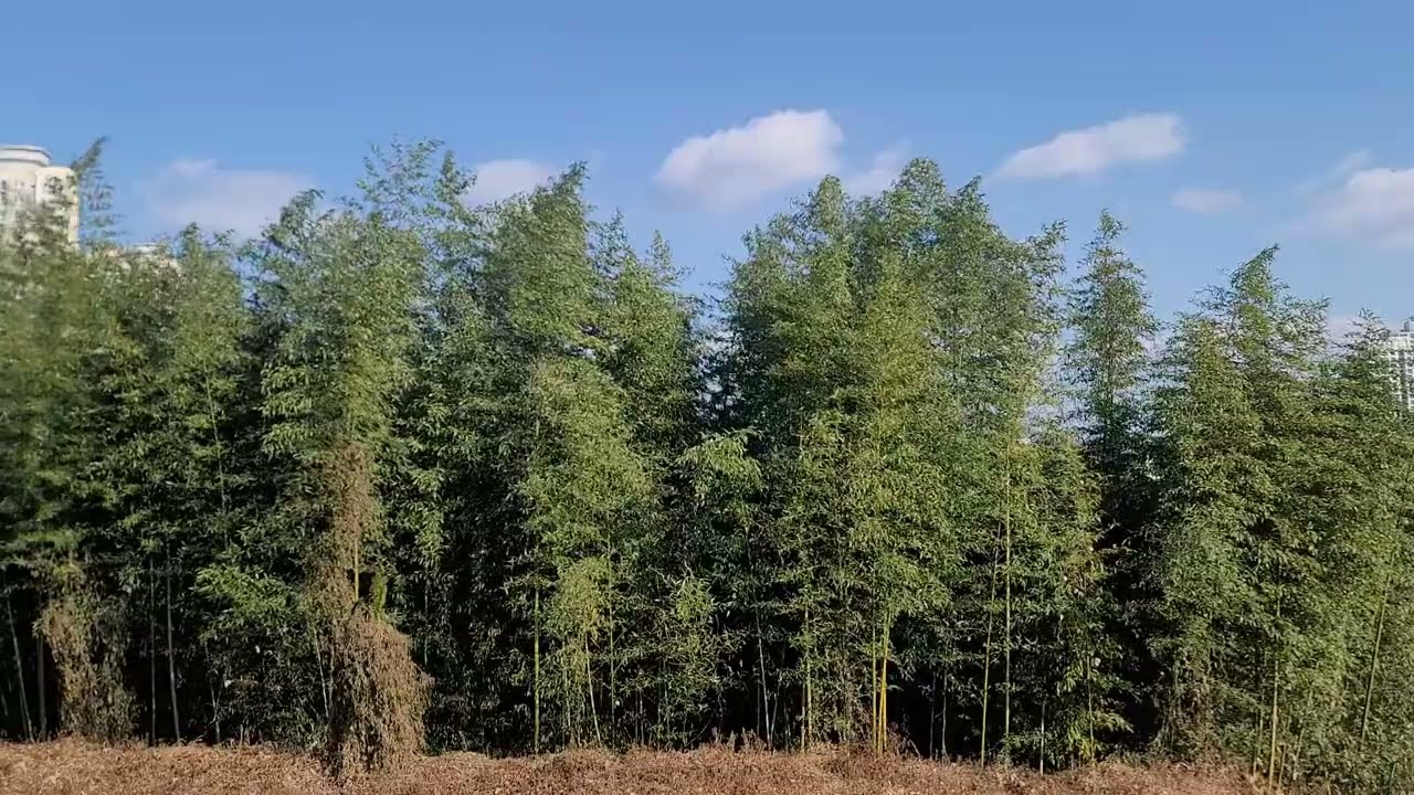 Bamboo wind2 sky Jinju,  Healing View, Healing Sound, Relax View, Relax Sound, White Noise