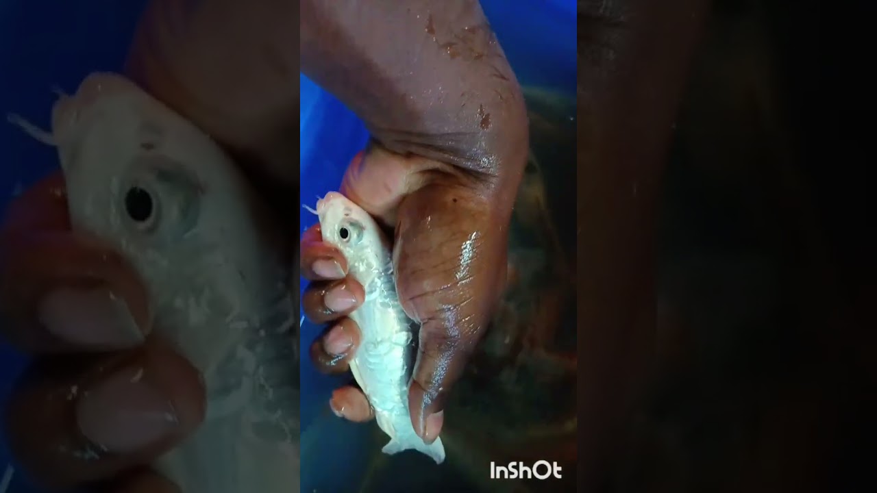 Koi Carp Fish Ar Milky Carp
