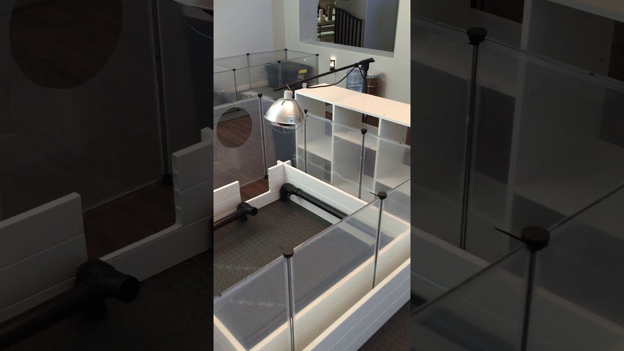 Sacramento Frenchies - Whelping Room Progress 9.2019