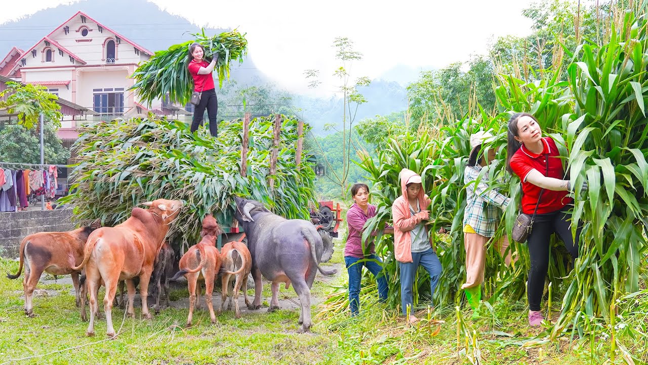 Use Truck To Harvesting Corn Go To Sell For Villagers as ANIMAL Feed - Daily Farm