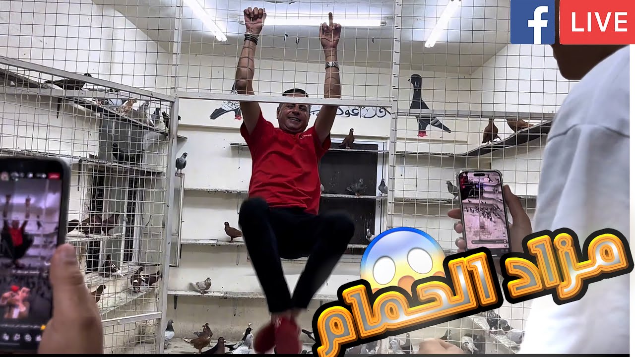 من قلب الحدث 🔥 جولة حماسية داخل مزاد الحمام – كل اللحظات لحظة بلحظة!
