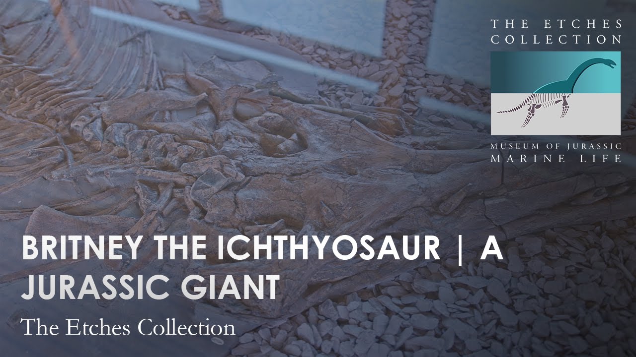Britney the ICHTHYOSAUR | A Jurassic GIANT