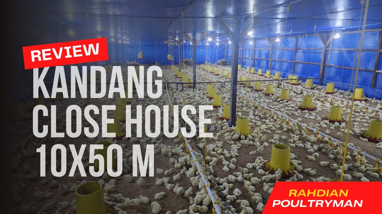 full review kandang close house ukuran 10*50 M 2 lantai di tegineneng lampung