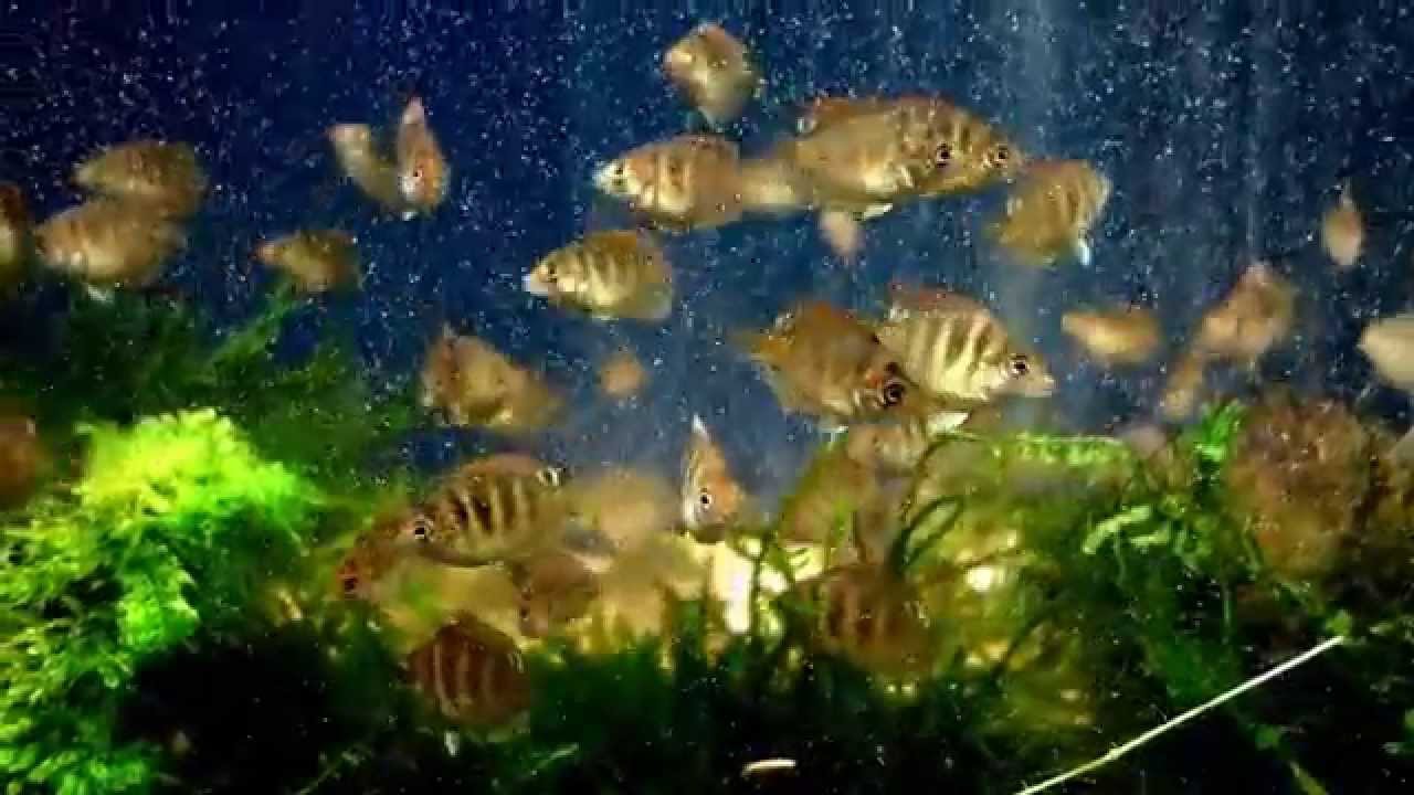 Etroplus canarensis / Canara Pearlspot feeding on brine shrimp
