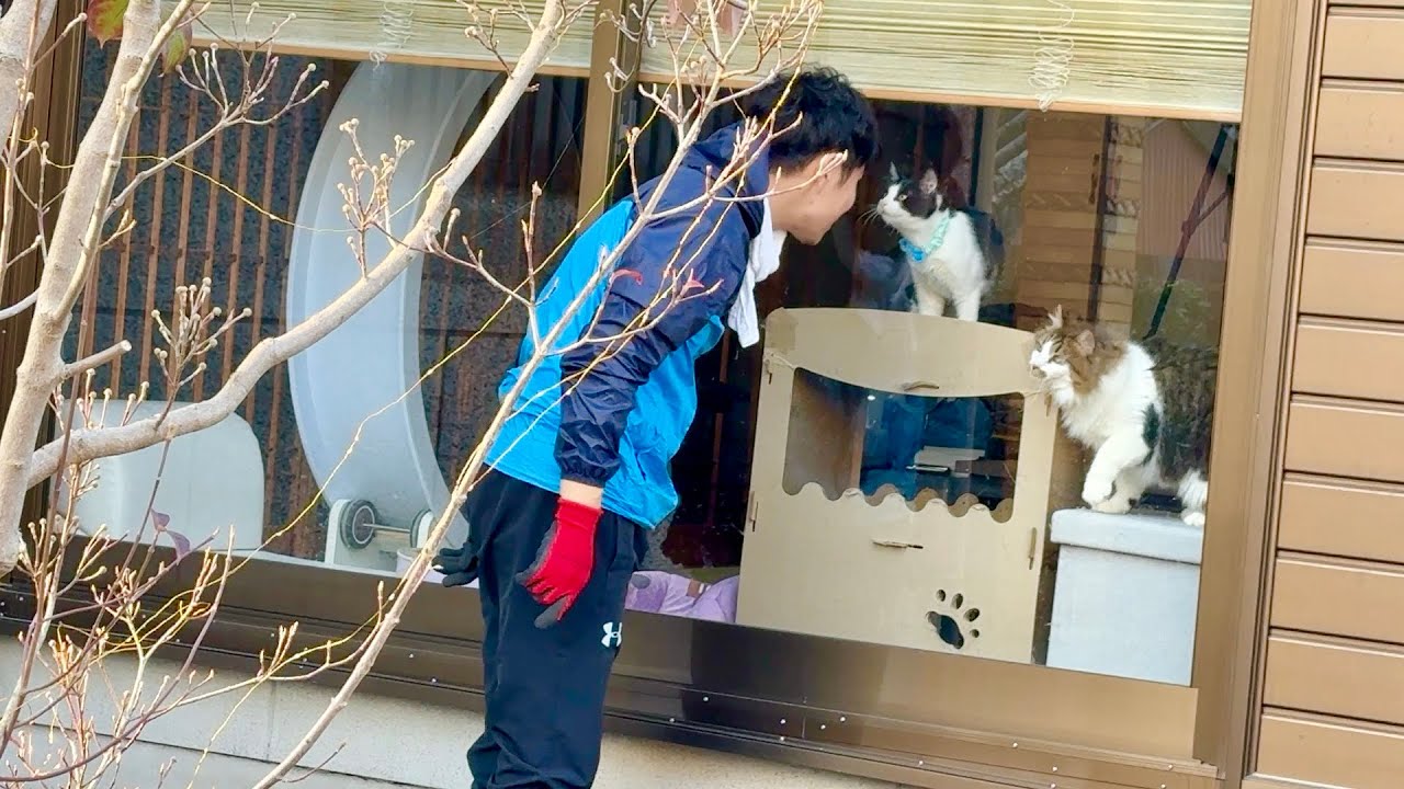 外の飼い主が気になって集まる猫たちが可愛すぎてこうなってます