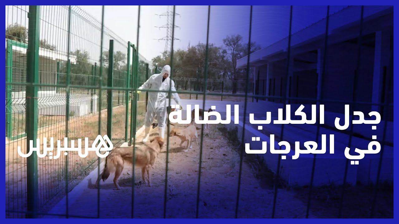 بعد جدل وضعية الكلاب الضالة في العرجات.. الجمعية المسيرة للمركز الجهوي للحيوانات توضح