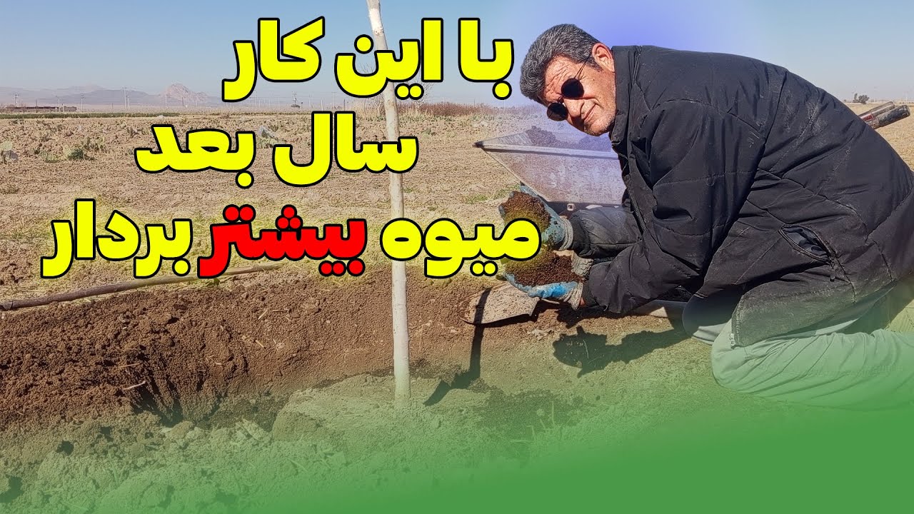 چالکود اصولی برای باردهی بیشتر | اشتباهات رایج + کود طیور در چالکود