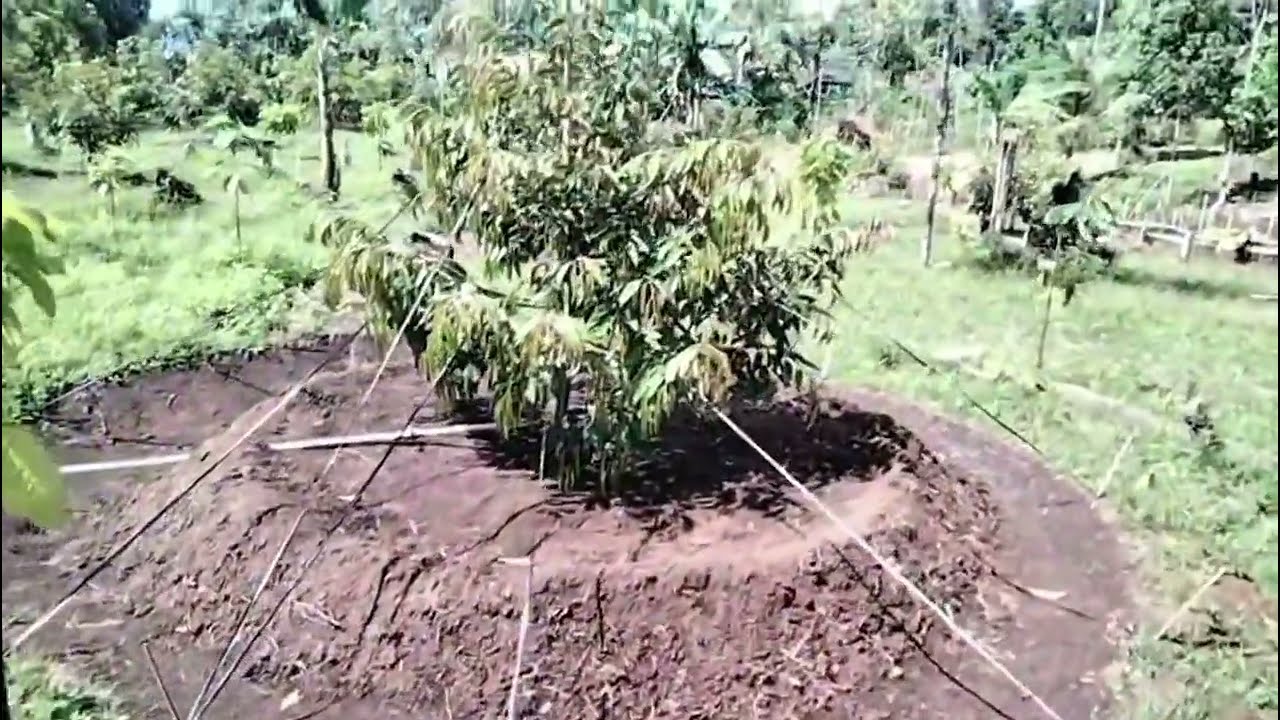 2️⃣✅️🌳 durian tanam thp kedua alhamdulillah sudah 1️⃣ tahun jang (kebun pering ulung 1 january 2026)