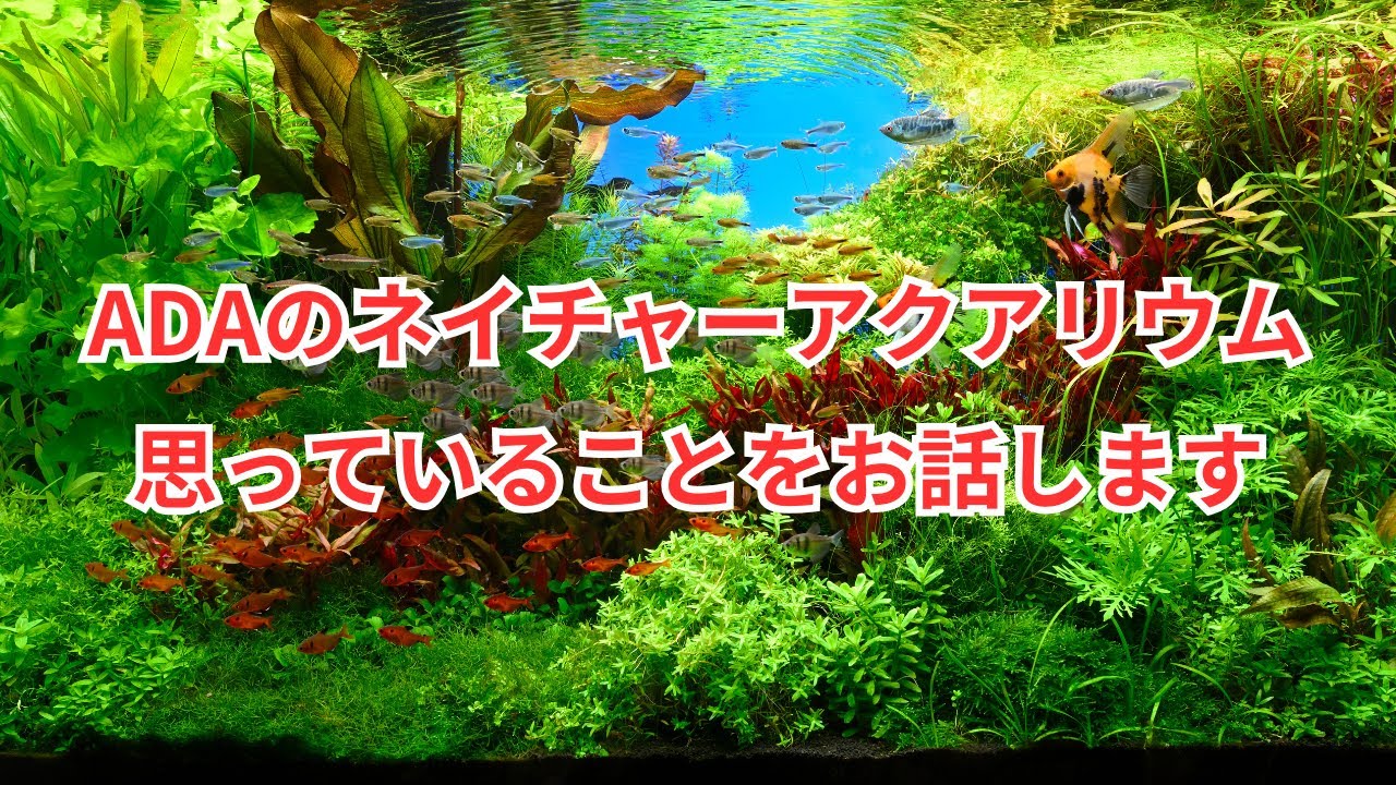 ADAのネイチャーアクアリウムについて僕が思っていることをお話します！