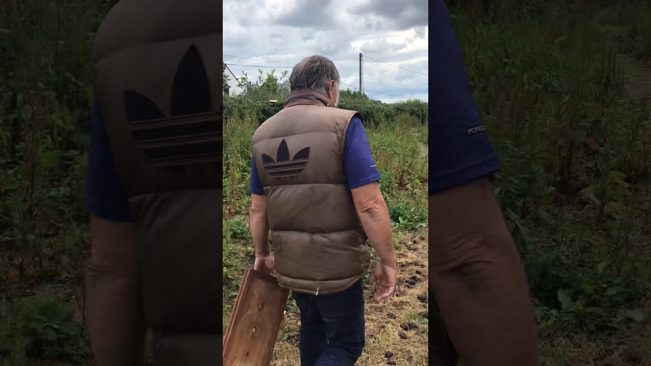 Native Irish black bees buzzzz