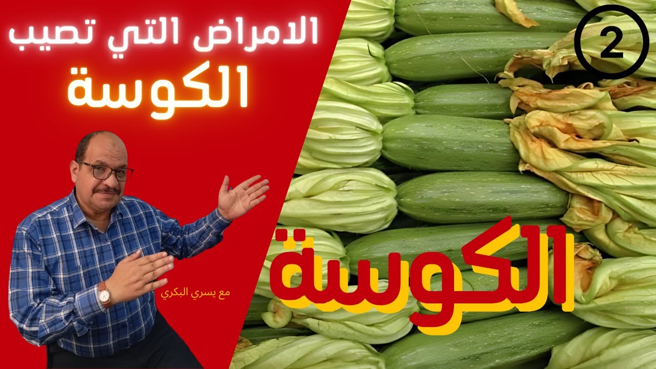 الأمراض والآفات التي تصيب نبات الكوسة وكيفية المكافحة | استشارة زراعية