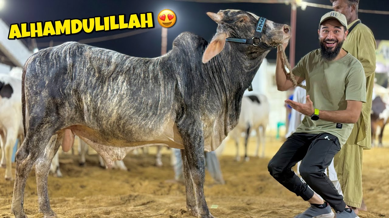Alhamdulillah Tiger print wala bachra mil gaya aaj 😍🐂