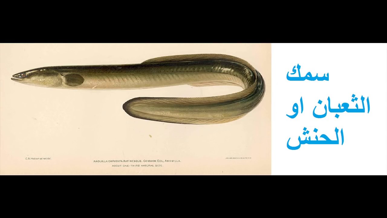 دراسه جدوي المشروعات الصغيره مشروع تربيه الحنشان ثعابين السمك @strong2653