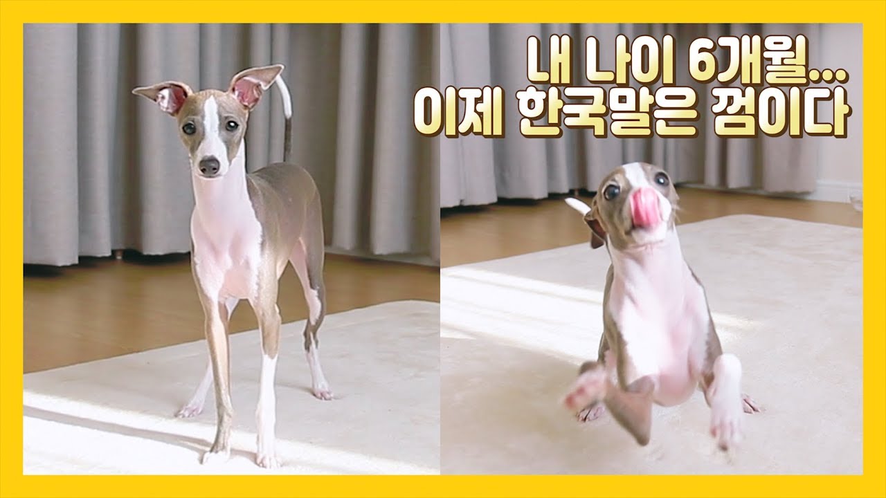 This Dog Never Barks: Italian Greyhound Morning Routine Vlog