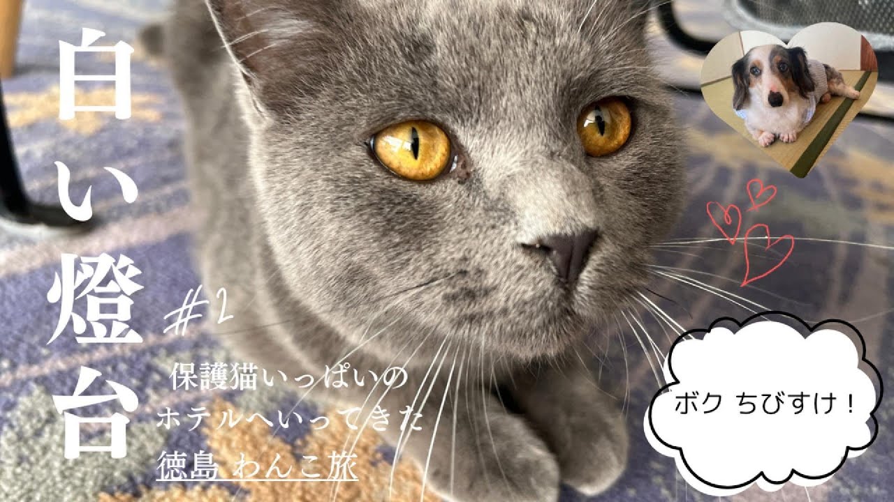 わんこと白い燈台へ行ってきた #2