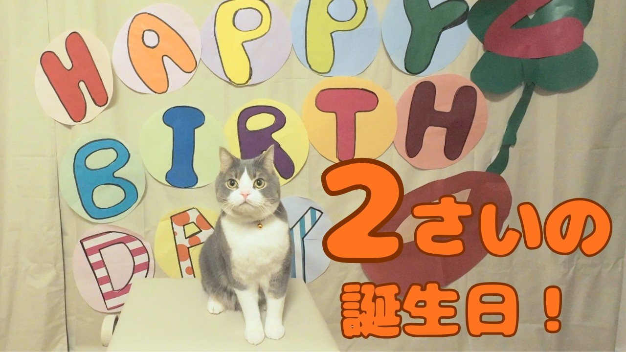 【誕生日】こまめ、2歳の誕生日おめでとう！　18
