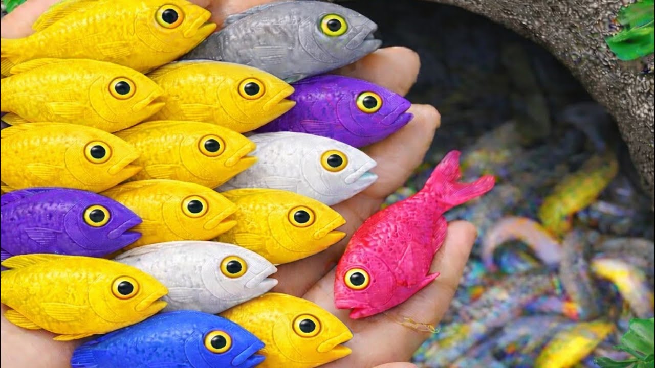 Catch beautiful aquarium fish in small ponds such as guppy, goldfish, pencil fish, koi