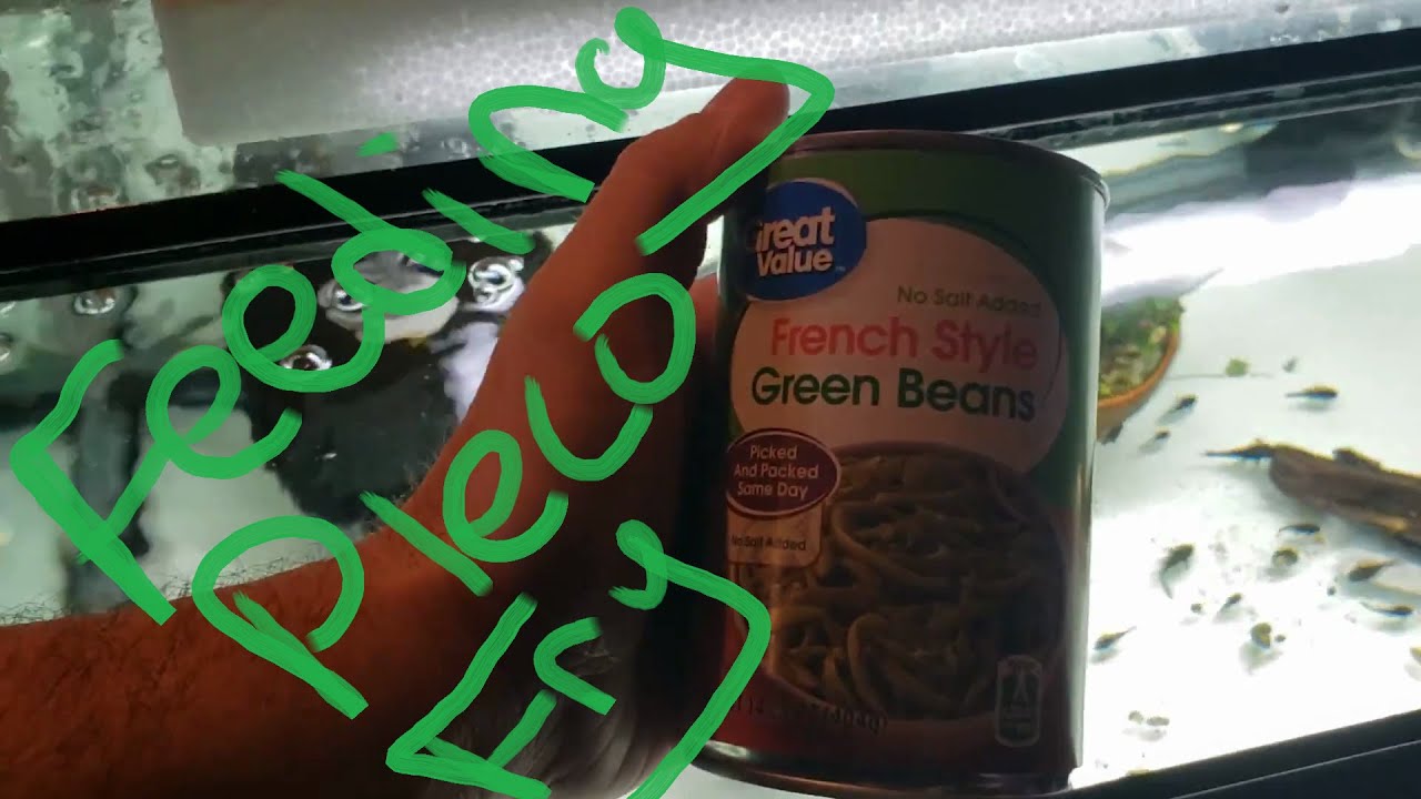 Feeding Green Beans To Pleco Fry