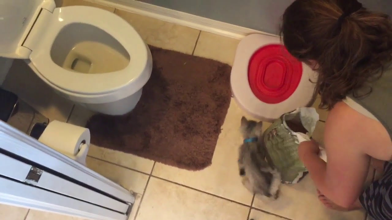 Litter Kwitter Cat Toilet Training System Step 1