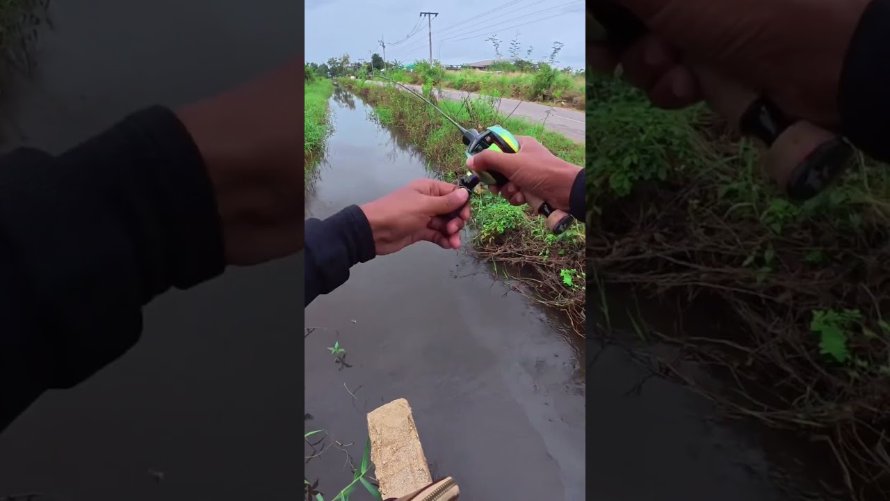 Casting gabus di selokan kecil mantap  #fishing #angler #mancing #mancingmania #anglermania