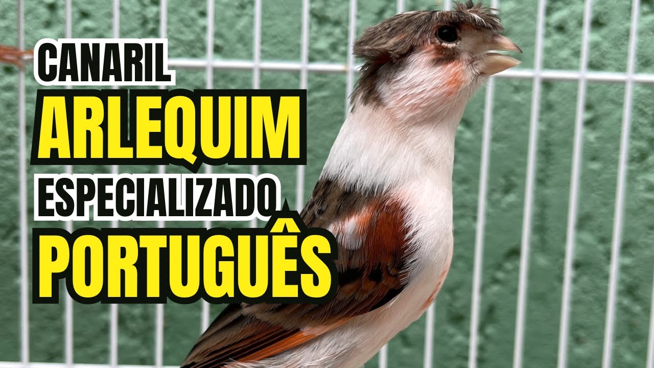 CANARIL ESPECIALIZADO EM ARLEQUIM PORTUGUÊS