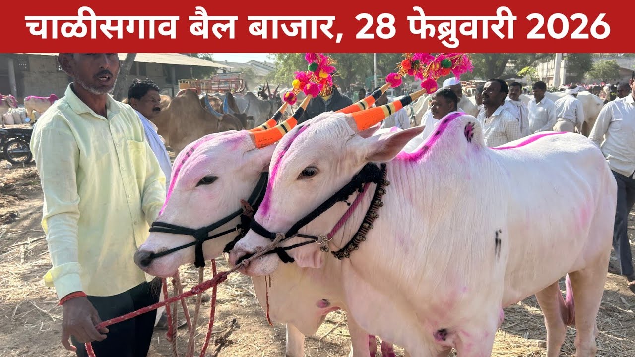 🛑Live चाळीसगांव बैल बाजार | बाजार भरला गच्चं! | दिनांक-28 फेब्रुवारी 2026 | Chalisgaon bail bazar |