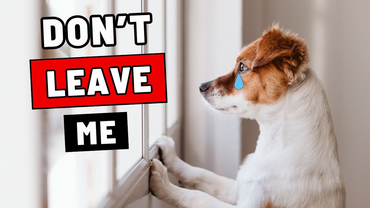 Never Do This When You Leave Your Dog Alone