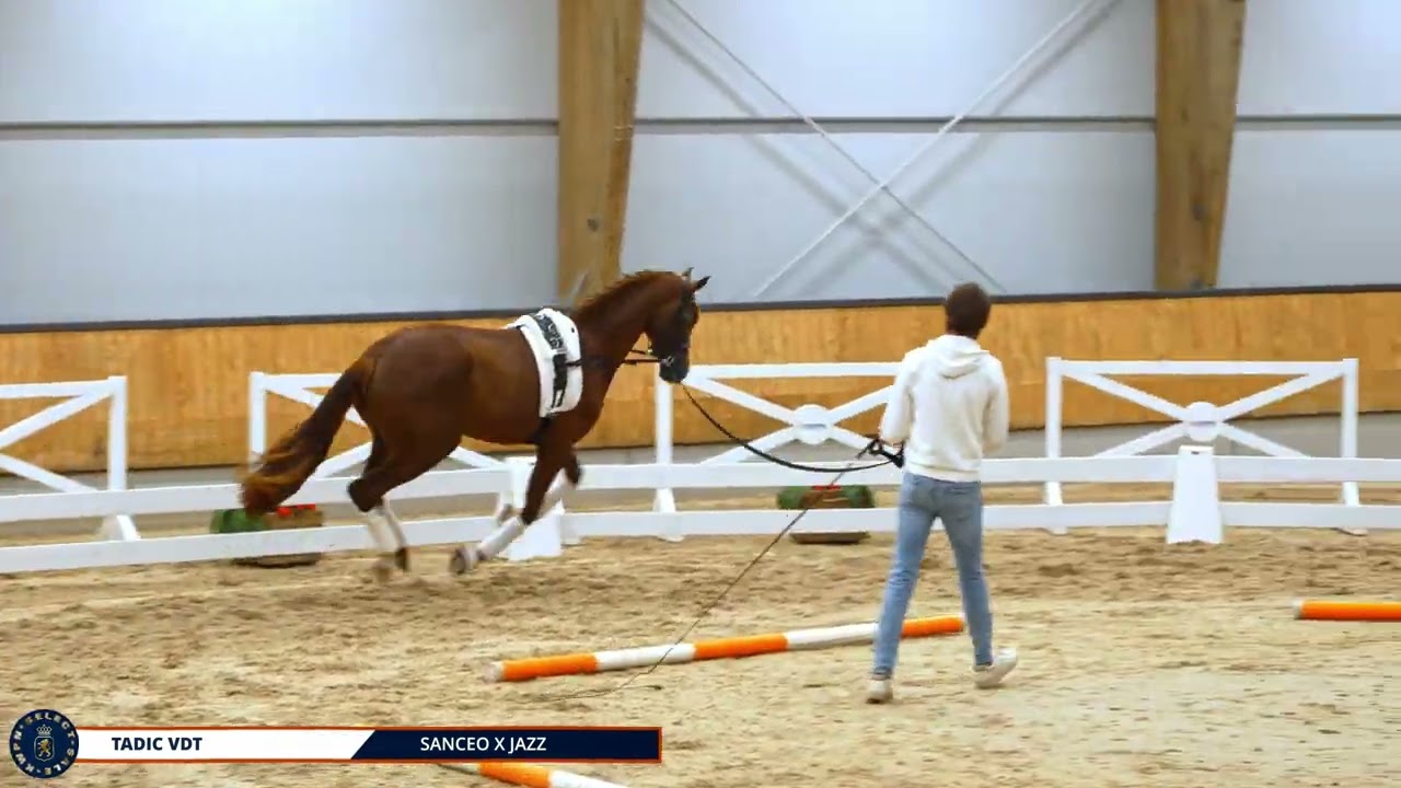 Tadic VDT - Sanceo x Jazz