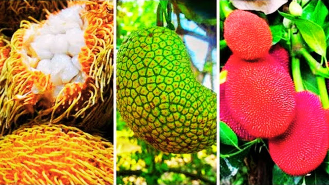 7 tipi di JACKFRUIT ESOTICO così INSOLITI che probabilmente NON li hai mai visti