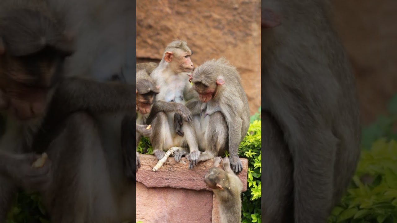 Mother Bonnet Macaque Monkey with Baby