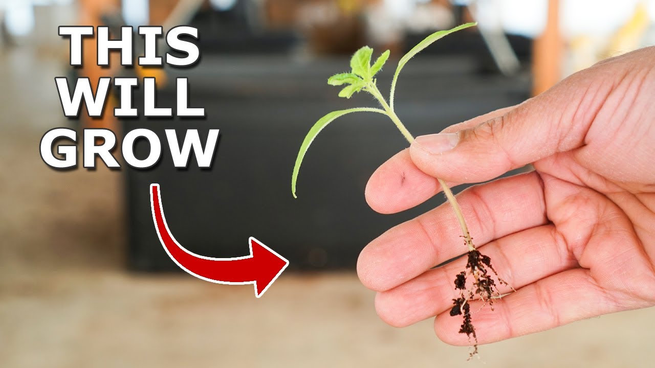 10 Seed Starting Hacks You Must Know