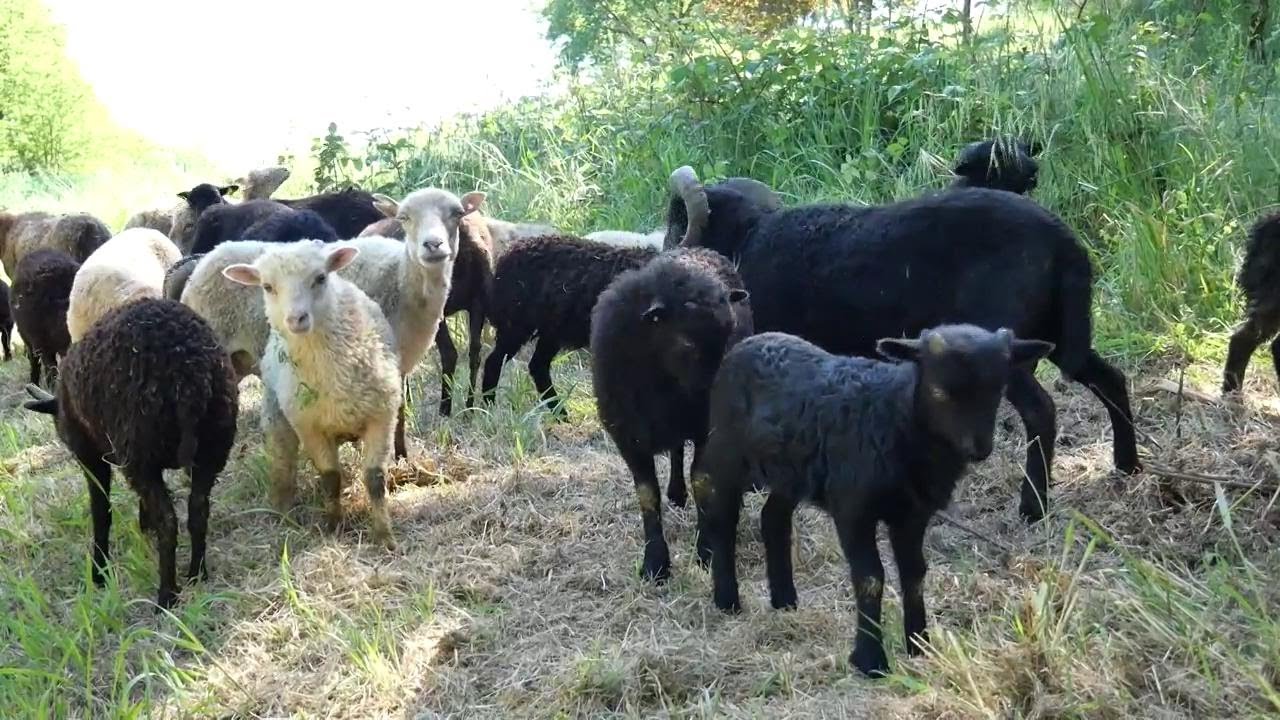 Le pecore tosaerba per le aree verdi di Bagno a Ripoli