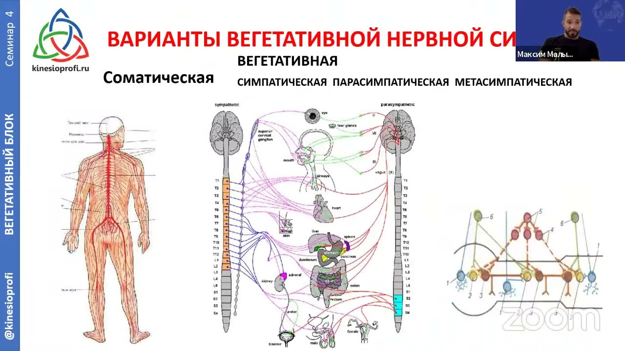 ВИСЦЕРАЛЬНАЯ ТЕРАПИЯ органов брюшной полости