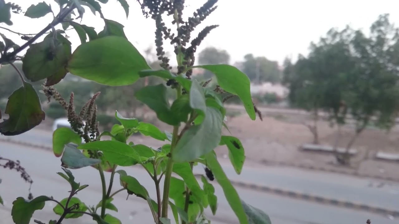Early Morning Ambiance | Karachi Winter morning | Pakistani Ambiance | HD