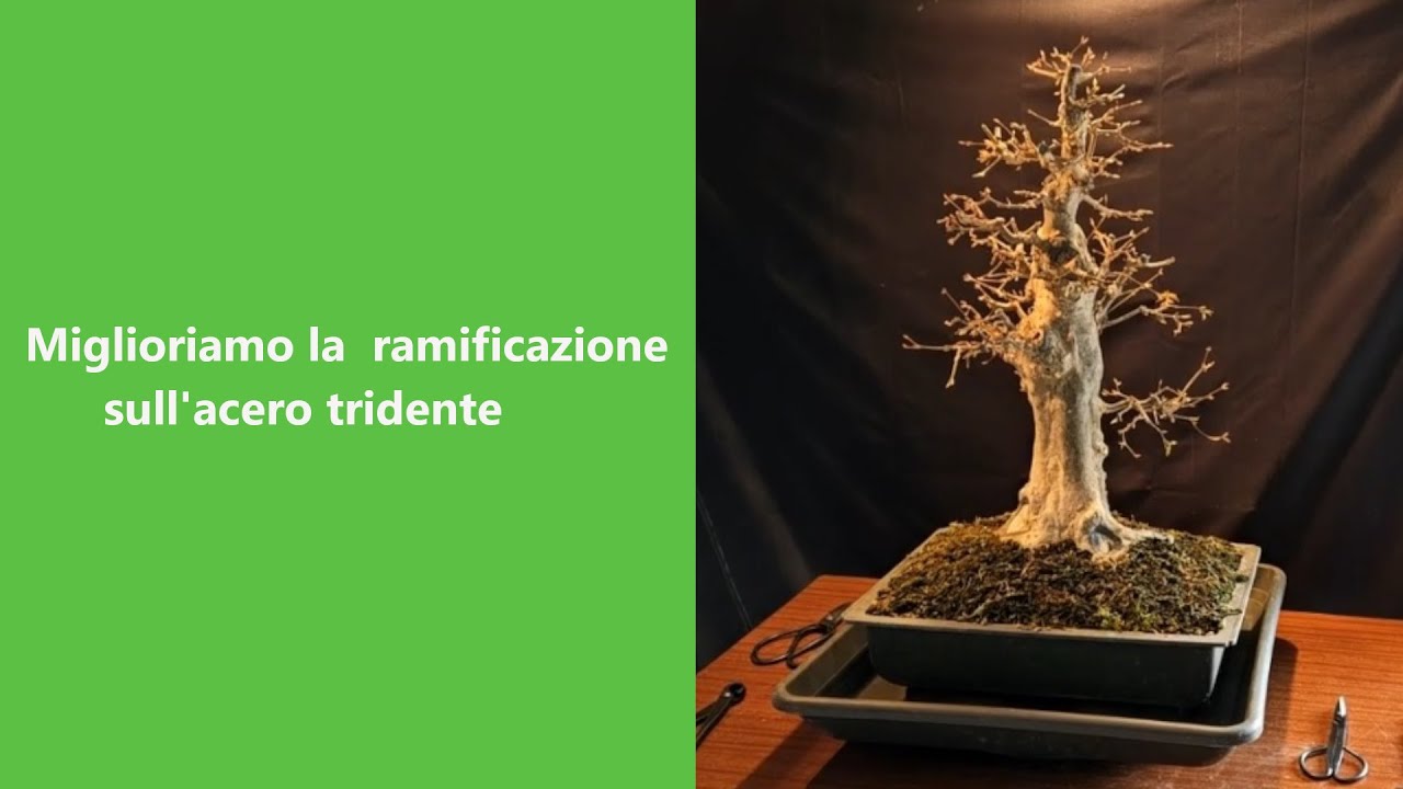 Obiettivo miglioramento della ramificazione! Potatura acero tridente 2024