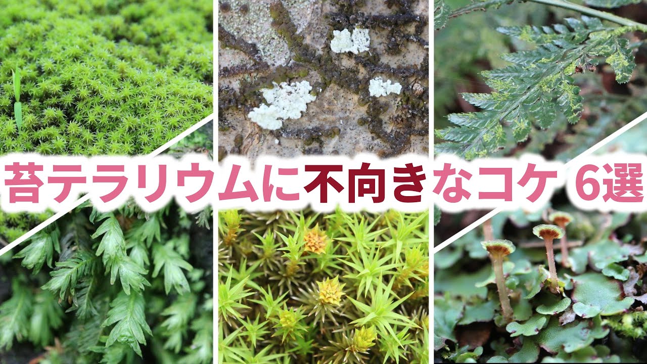 苔テラリウムに不向きなコケ6選