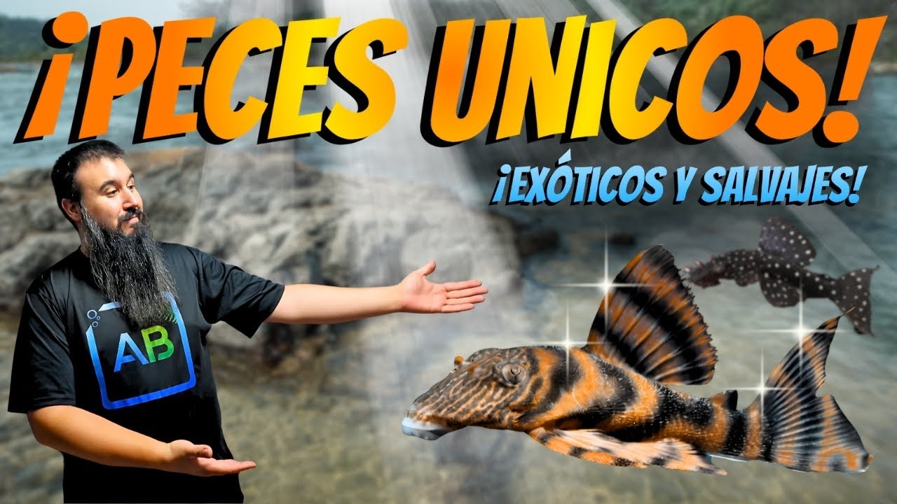 🐠 &iexcl;SUE&Ntilde;O CUMPLIDO! As&iacute; Llegaron ESTOS PECES GATO SALVAJES del AMAZONAS a mi ACUARIO | LORICARIDOS