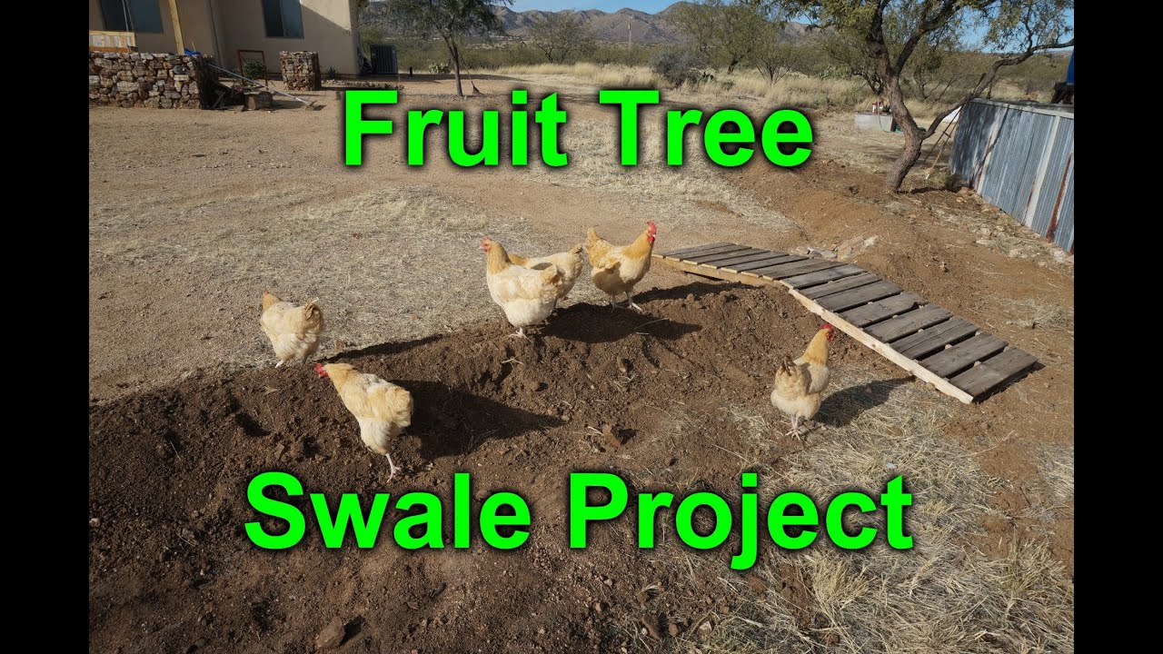 Micro swale to water my fruit trees - desert permaculture